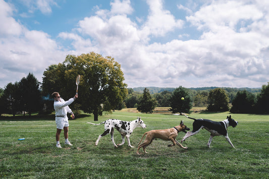 man hitting tennis ball with great danes