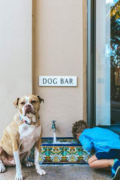 Dog Bar Photography Print by Nick Mele