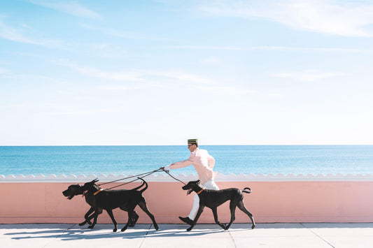 grate dane, great danes, bellman, pink bellman, palm beach, vintage palm beach, palm beach pink, palm beach, the colony hotel, dog walk